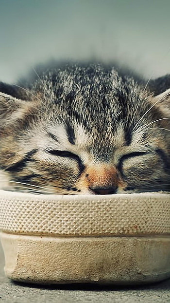 Cute Cat, Sleeping, kitten, baby cat HD phone wallpaper