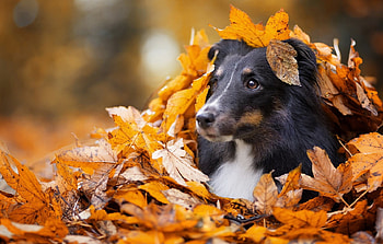 Surprise!, dog, sheltie, collie, autumn, leaf, toamna, orange, caine HD wallpaper
