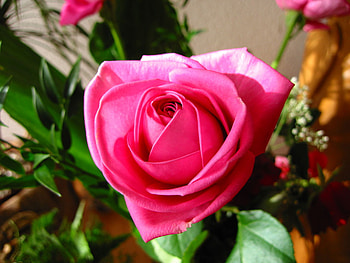 BEAUTIFUL ROSE , gorgeous, rose, beautiful, a HD wallpaper