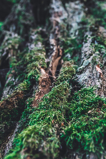 Macro, Wood, Tree, Blur, Smooth, Moss, Bark HD phone wallpaper