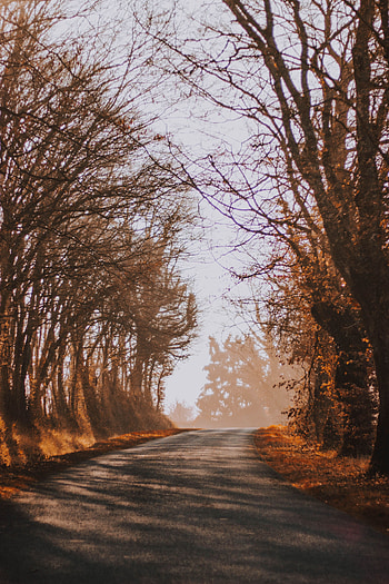 Nature, Trees, Autumn, Road, Turn, Fog HD phone wallpaper