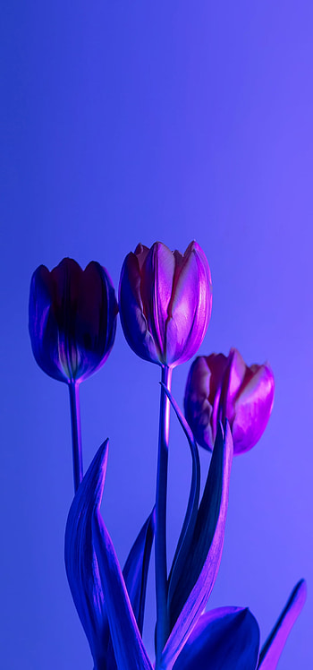Tulips, sky, magenta HD phone wallpaper