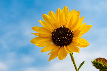 A bright sunflower against a clear blue sky, capturing the essence of a sunny day. Perfect for summer themes. HD wallpaper