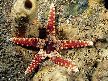 Star Fish, star, fish, beautiful HD wallpaper
