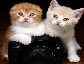 Kittens amateur graphers, graphers, graphy, cats, cute, careful, kittens, animals, camera, funny, adorable, amateur HD wallpaper