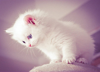 white kitty, cats, white, kitty, animals HD wallpaper