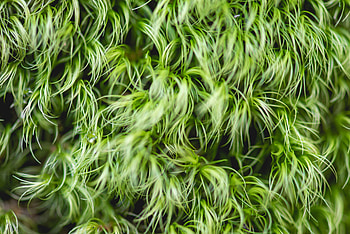 Green plants, threads HD wallpaper