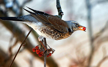 Animals, Food, Bird, Wood, Tree, Branch, Thrush, Rowan HD wallpaper