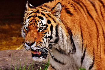 Animals, Grin, Muzzle, Predator, Tiger, Fangs HD wallpaper