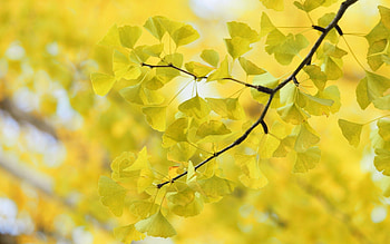 Leaves, Macro, Wood, Tree, Branch HD wallpaper