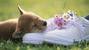 Animals, Dogs HD wallpaper