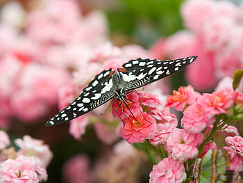 BEAUTIFUL BUTTERFLY, FLOWERS, BEAUTIFUL, BUTTERFLY HD wallpaper