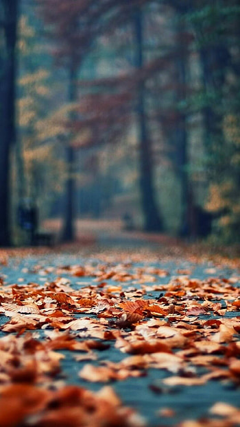 Autumn leaves, Rustic alley, Vibrant foliage, Seasonal beauty HD phone wallpaper