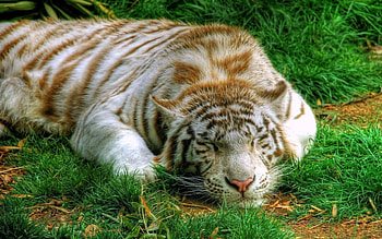 Animals, Tigers HD wallpaper