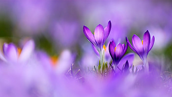 Colour of Spring, nature, crocus HD wallpaper