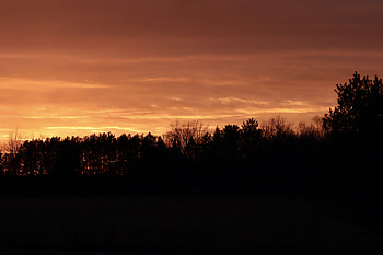 Trees, Sunset, Twilight, Dark, Silhouettes, Dusk HD wallpaper