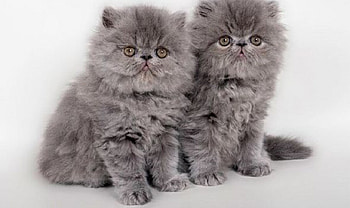 cute grey Persian kittens, grey, animals, cats, cute, Persian, kittens HD wallpaper