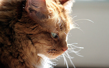 Animals, Shine, Light, Cat, Fluffy, Muzzle, Profile HD wallpaper