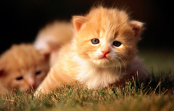 Animals, Cats HD wallpaper