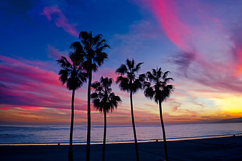 Nature, Sunset, Palms, Horizon, Silhouette HD wallpaper