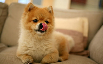 Animals, Muzzle, Puppy, Small, Lick Your Lips, Licking HD wallpaper