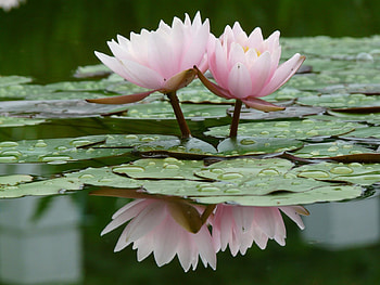 Flowers, Water, Leaves, Lilies, Drops, Water Lilies, Reflection, Smooth, Surface HD wallpaper