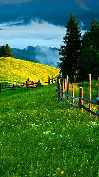 May, Green Nature HD phone wallpaper