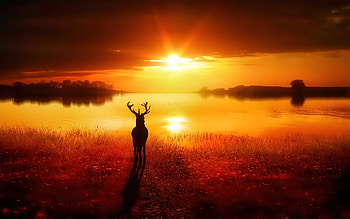 Reindeer Lost In Nature , reindeer, animals, nature, sunset, sunrise HD wallpaper
