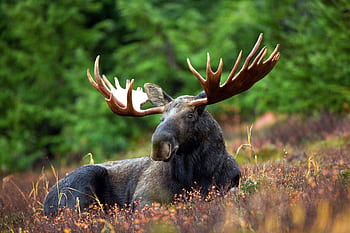 A male moose with large antlers lying in a forest clearing surrounded by lush greenery. HD wallpaper