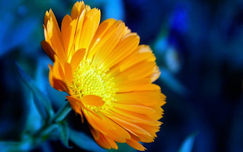 Yellow Flowers, nature, flowers, bloom, yellow HD wallpaper