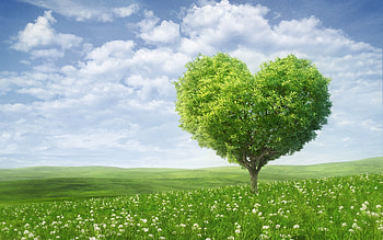 Landscape, Trees HD wallpaper