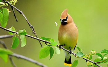 Animals, Summer, Bird, Branch, Color, Cute, Sympathetic HD wallpaper