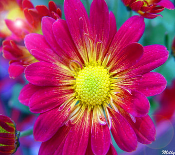Pink Beauty Flower, garden, pink, nature, flower HD wallpaper