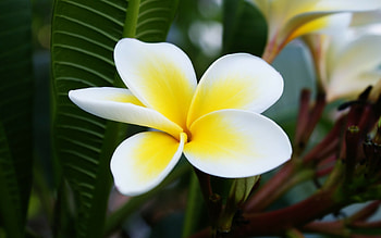 Plumeria 2 , Beautiful flowers, High-quality , Stunning HD wallpaper
