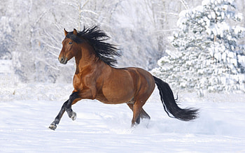 Animals, Horses HD wallpaper