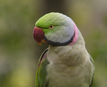 Close up, bird, parrot HD wallpaper