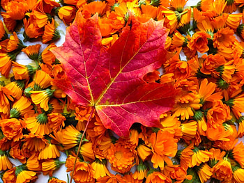 autumn beauty, autumn, colors, leaves, fall HD wallpaper