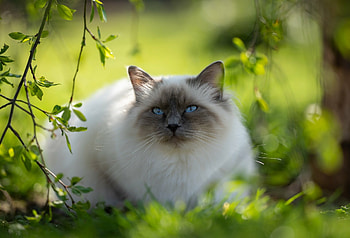 Ragdoll cat, Ultra splendor, Striking poses, Majestic elegance HD wallpaper