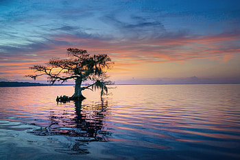 Trees, , Tree, Horizon, Lake, Lonely Tree, Nature, Reflection, Sky HD wallpaper