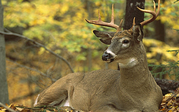 Animals, Trees, Autumn, Foliage, Deer HD wallpaper