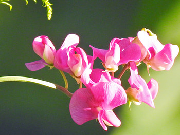 Sunny Sweetpeas, graphy, Summer, Sunny, Flowers, Nature, Sweetpeas HD wallpaper
