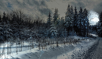 winter landscape, winter, snow, landscape, trees, nature, sun HD wallpaper