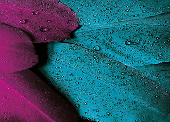 Drops, Feather, Texture, Textures, Surface, Pen HD wallpaper