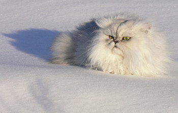 Snow Cat, cat, white, beautiful, snow HD wallpaper