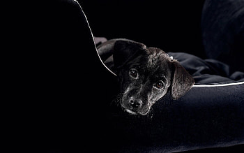 Dog, Puppy, Kid, Tot HD wallpaper