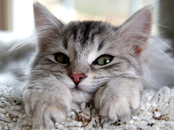 Animals, Fluffy, Kitty, Kitten, To Lie Down, Lie, Muzzle, Sight, Opinion, Sweetheart, Nice, Paws HD wallpaper