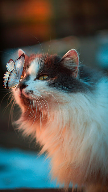 Cute Cat, Butterfly On Nose, butterfly, nose HD phone wallpaper