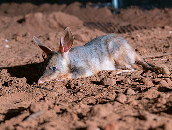 Macrotis (Bilby), Save the bilby fund, Australian marsupials, Bilby conservation HD wallpaper