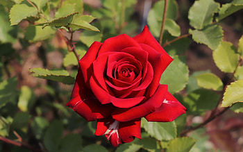 Rose, macro, red, flower HD wallpaper