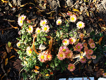 Flowers, pink, leaves, nature HD wallpaper